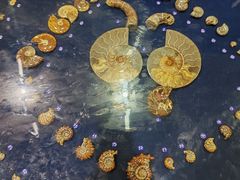 -青岛贝壳博物馆