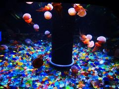 -成都浩海立方海洋公园