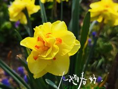 -荷兰花海