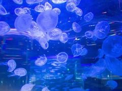 -顺德南宏海立方海洋公园