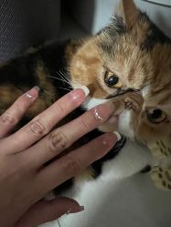 -Ami nail爱米美甲美睫