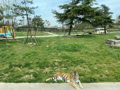 -上海野生动物园