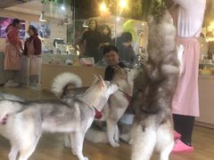-Husky Go! 哈士奇体验馆·宠物咖啡厅狗咖