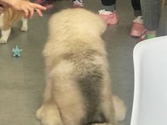 -汪说·狗咖(旺城大厦店)