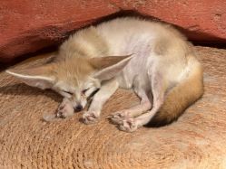 -Zoolung Zoolung动物主题公园(海信广场店)