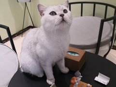-藏猫猫咖啡主题馆(中央大道店)