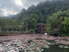 -野象谷景区