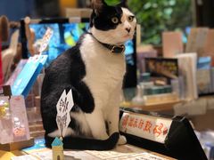 -猫的天空之城概念书店(杭州南宋御街店)