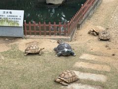 -广东惠东海龟国家级自然保护区