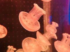 -多彩贵州城极地海洋世界