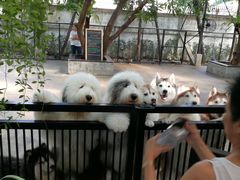 -TrueLove @ Neverland (Husky Cafe)