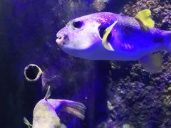 -太平洋海底世界