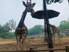 -大连森林动物园