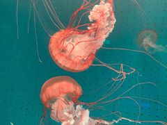 -厦门海底世界