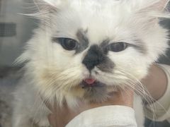 -瑞派长江宠物医院·猫科·外科·24小时夜护(谊城公寓分院)