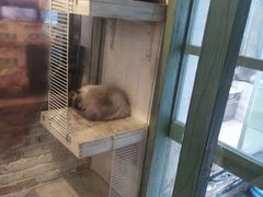 -猫咪博物馆(顶澳仔猫街店)