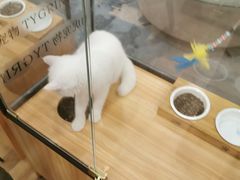 -袖虎·猫馆(体育西路店)