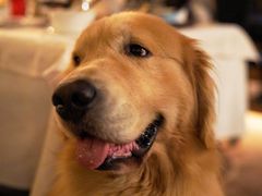 -火车头法国西餐厅