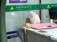 -半岛宠物医院24小时(科华中路店)