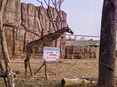 -武汉动物园