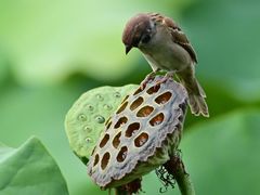 -独音唱片 Indie Music