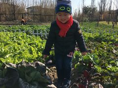 -田园东方蜜桃村的田野营地