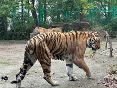 -上海野生动物园老虎餐厅