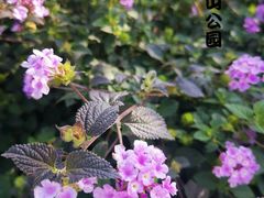 -顺峰山公园