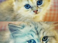 -momokira米努特·德文卷毛猫·棉花面纱犬