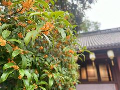 -紫阳古街