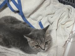 -宠福鑫动物医院(望京分院)