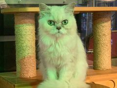 -more than meow吴止猫主题餐厅(承德 中船汇店)