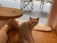 -猫咪派对(江南西店)