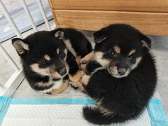 -柴犬小屋·柴餐厅·狗咖食堂(金鼎广场店)