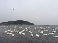 -烟墩角天鹅湖