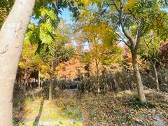 -广富林郊野公园
