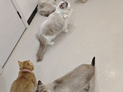 -共舞时光猫咖·狗咖(新街口店)
