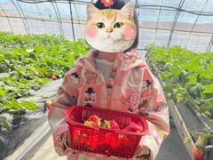 -甜心庄园·甜心草莓采摘园(西青中北店)