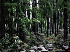 -上海共青森林公园