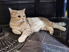 -猫色咖啡·猫咖