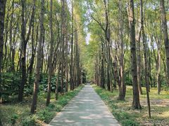 -上海滨江森林公园