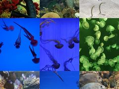 -上海海洋水族馆