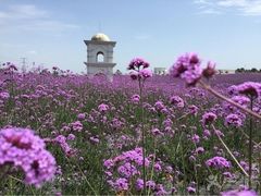-紫颐香薰山谷景区