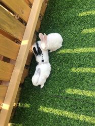 -萌宠亲子动物乐园(槐房万达店)