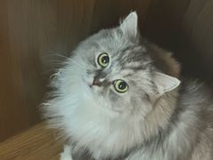 -瑞鹏宠物医院·骨科·猫科·内科(第一中心)