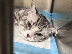 -艾吉宠物医院·疑难杂症转诊中心·猫友好(碧江路院)