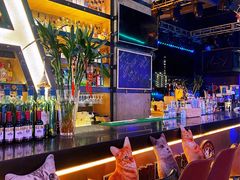 -Famous肥猫墨西哥音乐餐吧(五棵松华熙LIVE店)