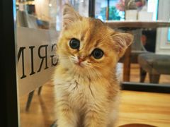 -袖虎·猫馆(体育西路店)