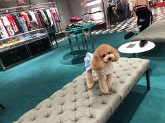 -宠小格时尚宠物生活馆(唐镇店)