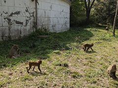 -苏州上方山国家森林公园